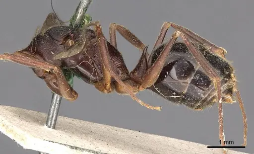 Odontomachus simillimus specimen CASENT0900649 image casent0900649_2