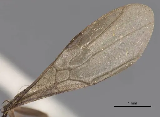 Odontomachus simillimus specimen CASENT0900649 image casent0900649_3