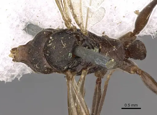 Odontomachus simillimus specimen CASENT0900650 image casent0900650_1