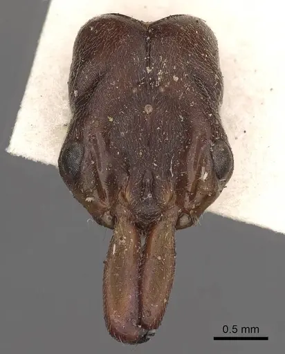 Odontomachus simillimus specimen CASENT0900650 image casent0900650_2