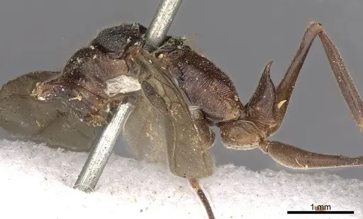 Odontomachus simillimus specimen CASENT0900650 image casent0900650_3