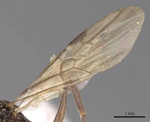 Odontomachus simillimus specimen CASENT0900650 image casent0900650_4