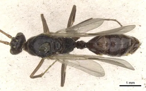Odontomachus simillimus specimen CASENT0901350 image casent0901350_1