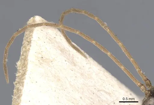 Odontomachus simillimus specimen CASENT0901350 image casent0901350_3