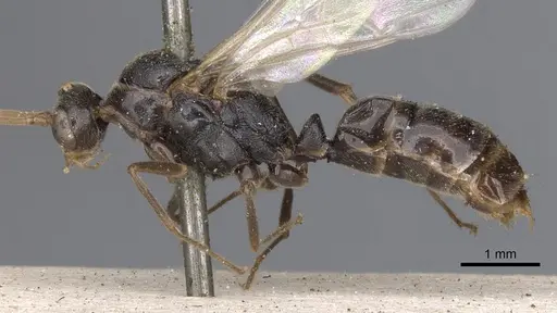 Odontomachus simillimus specimen CASENT0901350 image casent0901350_4