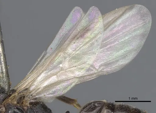 Odontomachus simillimus specimen CASENT0901350 image casent0901350_5