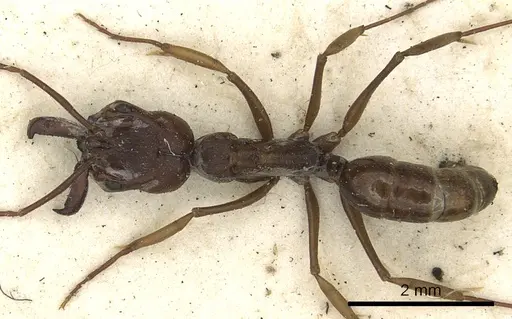 Odontomachus simillimus specimen CASENT0901486 image casent0901486_1