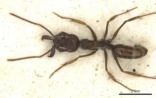 Odontomachus simillimus specimen CASENT0901486 image casent0901486_2