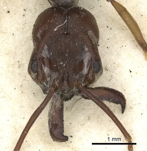 Odontomachus simillimus specimen CASENT0901486 image casent0901486_3