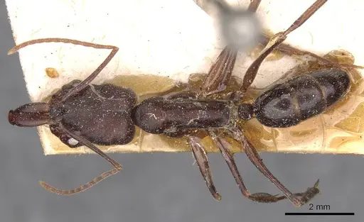 Odontomachus simillimus specimen CASENT0907433 image casent0907433_1