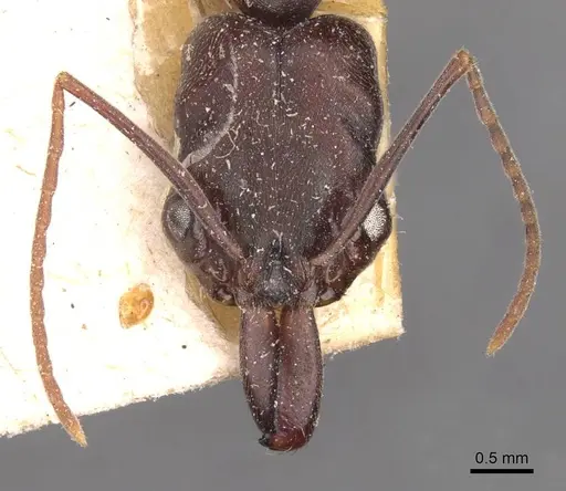 Odontomachus simillimus specimen CASENT0907433 image casent0907433_2