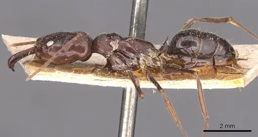 Odontomachus simillimus specimen CASENT0907433 image casent0907433_3