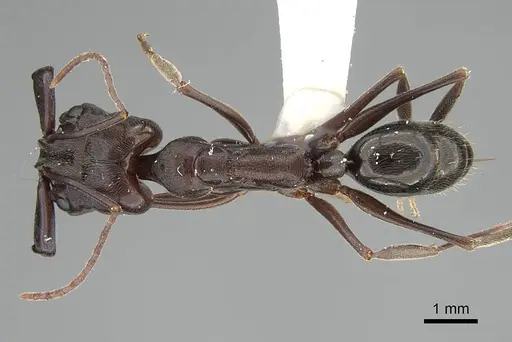 Odontomachus simillimus specimen CASENT0919897 image casent0919897_1