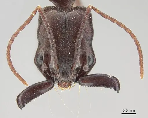 Odontomachus simillimus specimen CASENT0919897 image casent0919897_2