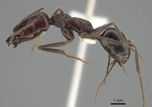 Odontomachus simillimus specimen CASENT0919897 image casent0919897_3