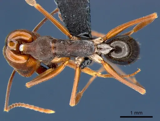 Odontomachus simillimus specimen CSIRONC0167 image csironc0167_1