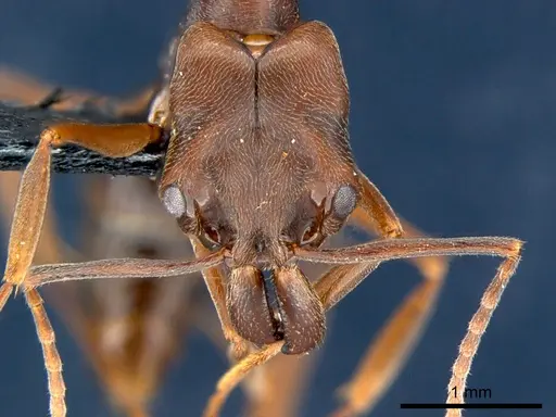 Odontomachus simillimus specimen CSIRONC0167 image csironc0167_2