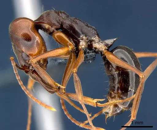 Odontomachus simillimus specimen CSIRONC0167 image csironc0167_3