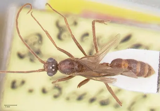 Odontomachus simillimus specimen FOCOL1049 image focol1049_1