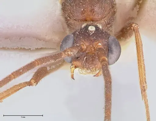 Odontomachus simillimus specimen FOCOL1049 image focol1049_2
