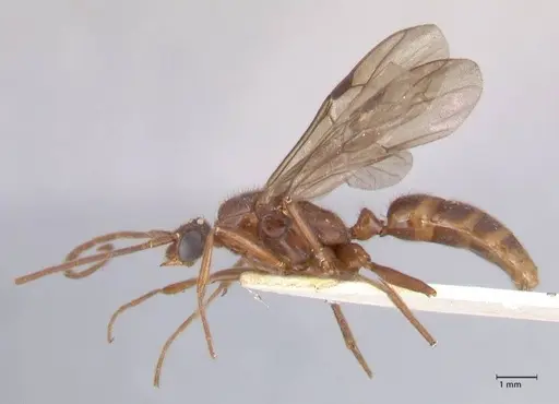 Odontomachus simillimus specimen FOCOL1049 image focol1049_3