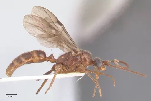 Odontomachus simillimus specimen FOCOL1049 image focol1049_4