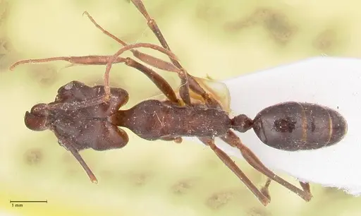 Odontomachus simillimus specimen FOCOL1050 image focol1050_1