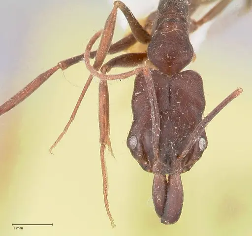 Odontomachus simillimus specimen FOCOL1050 image focol1050_2