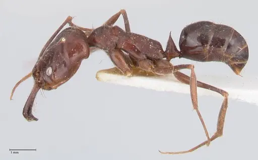 Odontomachus simillimus specimen FOCOL1050 image focol1050_3
