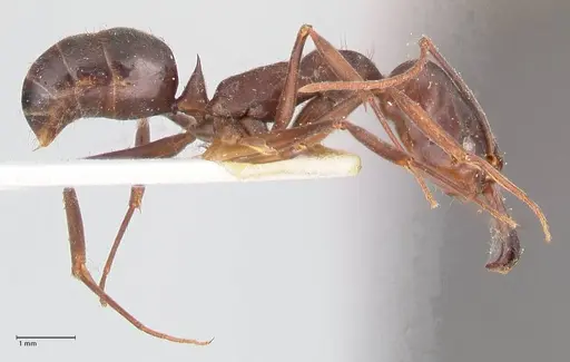 Odontomachus simillimus specimen FOCOL1050 image focol1050_4