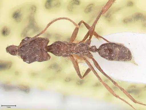 Odontomachus simillimus specimen FOCOL1051 image focol1051_1