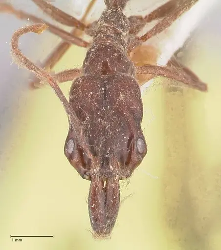 Odontomachus simillimus specimen FOCOL1051 image focol1051_2
