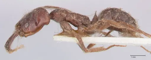 Odontomachus simillimus specimen FOCOL1051 image focol1051_3