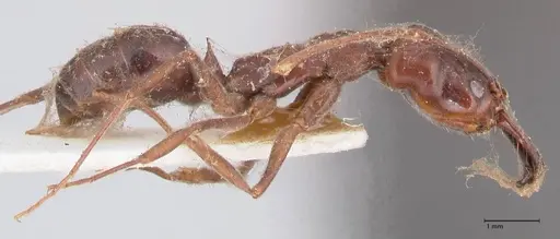 Odontomachus simillimus specimen FOCOL1051 image focol1051_4