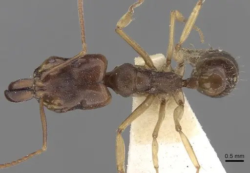 Odontomachus spissus specimen CASENT0281868 image casent0281868_1