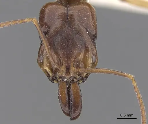Odontomachus spissus specimen CASENT0281868 image casent0281868_2