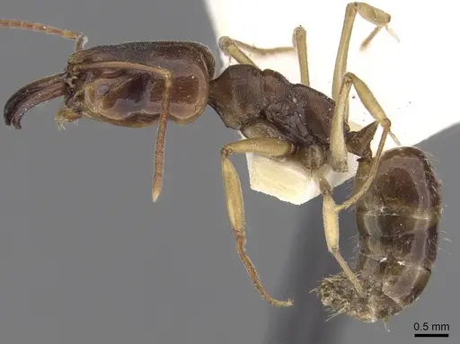 Odontomachus spissus specimen CASENT0281868 image casent0281868_3