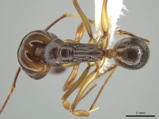 Odontomachus spissus specimen CASENT0646079 image casent0646079_1