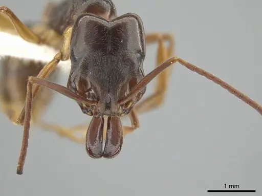 Odontomachus spissus specimen CASENT0646079 image casent0646079_2
