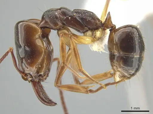 Odontomachus spissus specimen CASENT0646079 image casent0646079_3