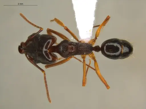 Odontomachus spissus specimen ECOFOG-HC-0086-01 image ecofog-hc-0086-01_1