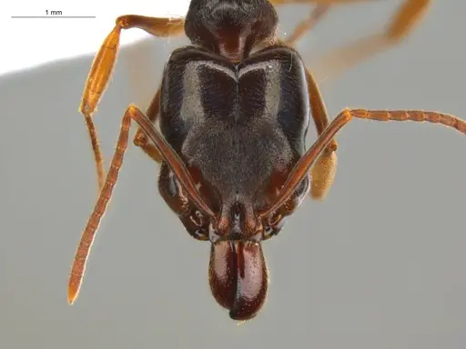 Odontomachus spissus specimen ECOFOG-HC-0086-01 image ecofog-hc-0086-01_2