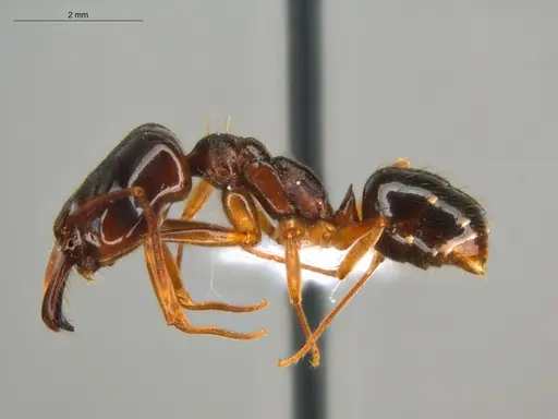 Odontomachus spissus specimen ECOFOG-HC-0086-01 image ecofog-hc-0086-01_3