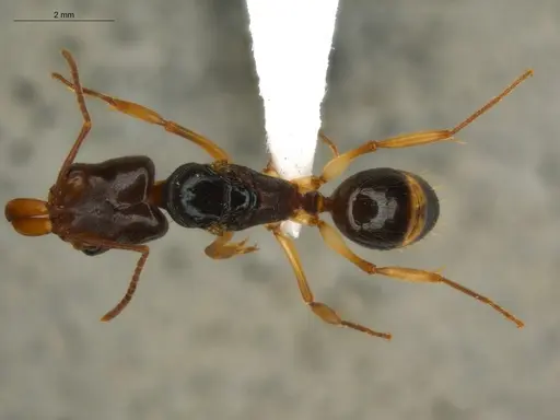 Odontomachus spissus specimen ECOFOG-HC-0088-01-Q image ecofog-hc-0088-01-q_1