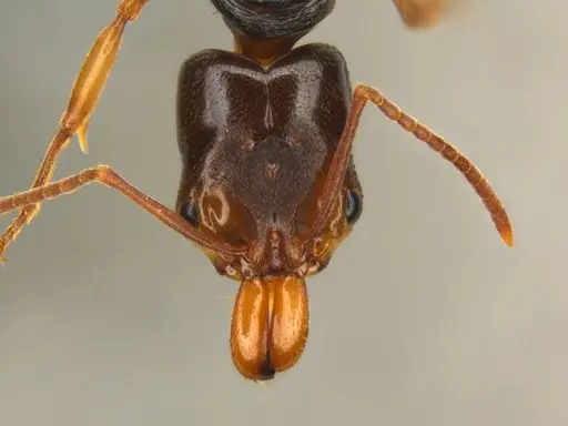 Odontomachus spissus specimen ECOFOG-HC-0088-01-Q image ecofog-hc-0088-01-q_2