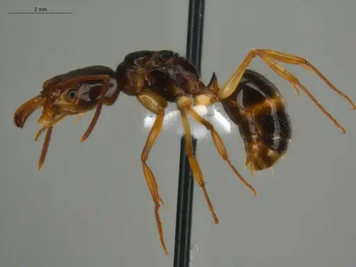 Odontomachus spissus specimen ECOFOG-HC-0088-01-Q image ecofog-hc-0088-01-q_3