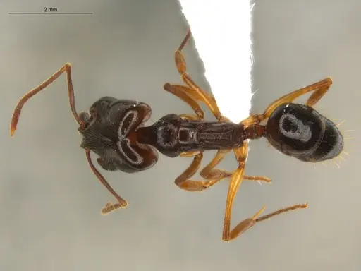 Odontomachus spissus specimen ECOFOG-HC-0088-01 image ecofog-hc-0088-01_1
