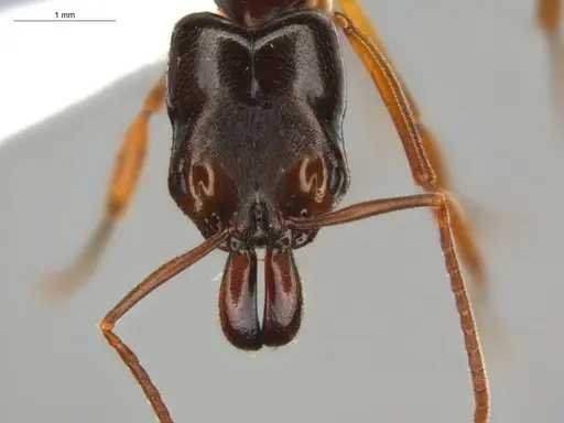 Odontomachus spissus specimen ECOFOG-HC-0088-01 image ecofog-hc-0088-01_2