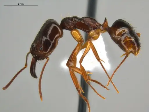 Odontomachus spissus specimen ECOFOG-HC-0088-01 image ecofog-hc-0088-01_3
