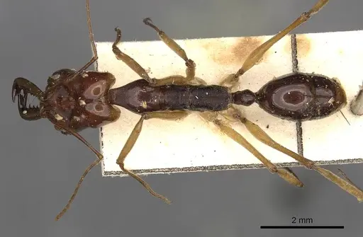Odontomachus sumbensis specimen CASENT0900653 image casent0900653_1